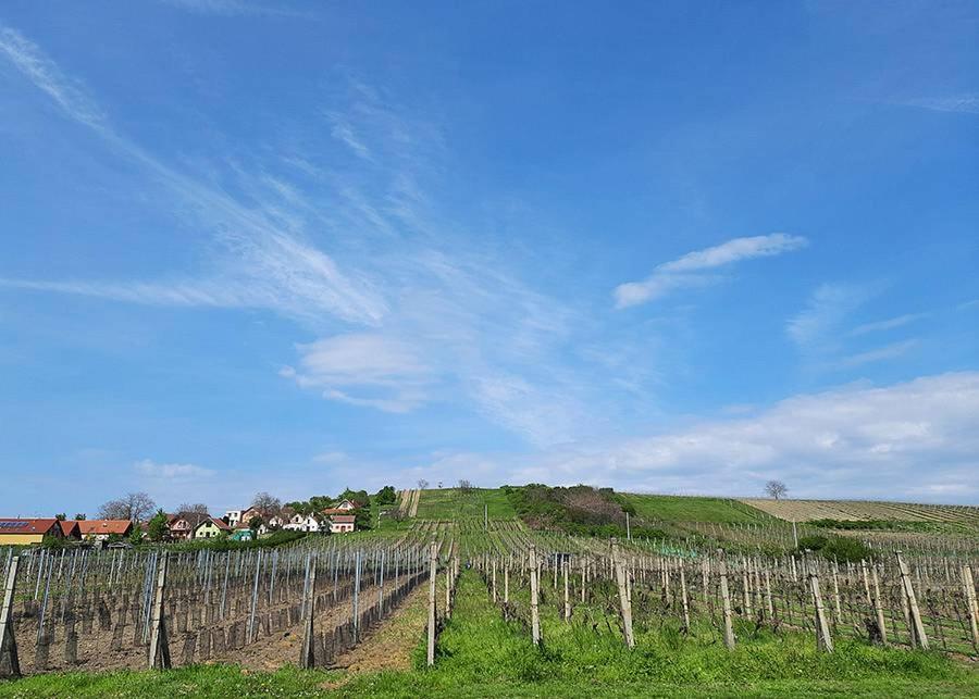 Sklep Vino Strycek Guest House Velke Bilovice Exterior photo